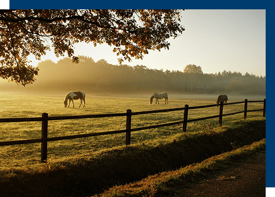 Three horses grazing in a field near a fence.