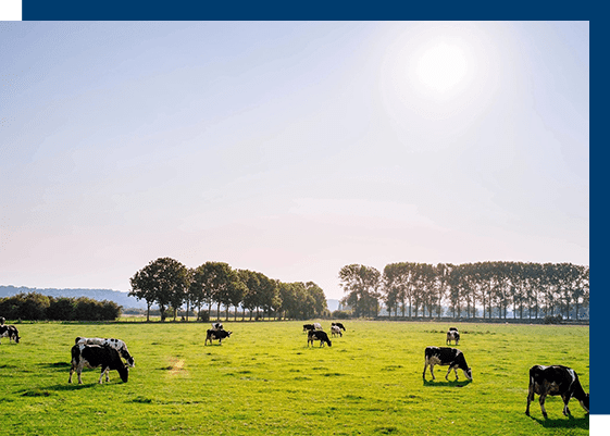 A group of cows grazing in the grass.