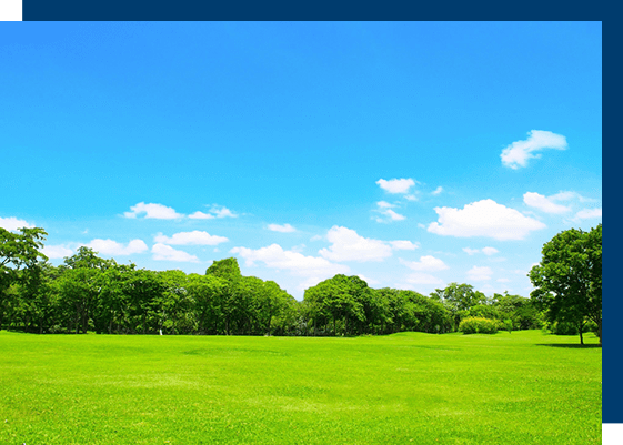 A field with trees and blue sky in the background.